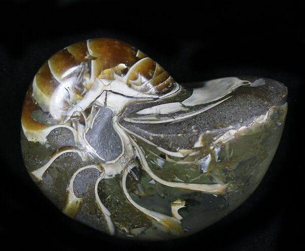 Bargain Cretaceous Nautilus Fossil - Madagascar #21935